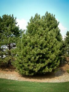 Сосна Чёрная (Pinus Nigra) купить по цене от 270.00р. в интернет-магазине «Посадика» с доставкой почтой в в Муриное и по всей России – [изображение №1].