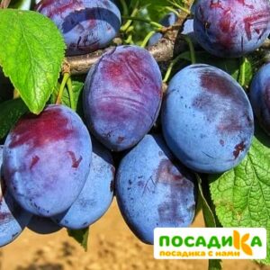 Слива Чачакская ранняя купить по цене от 229.00р. в интернет-магазине «Посадика» с доставкой почтой в в Муриное и по всей России – [изображение №1].