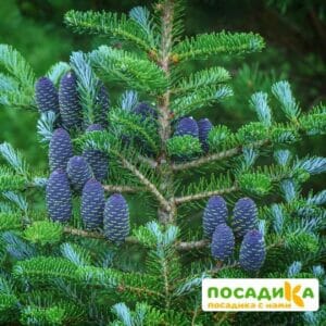 Пихта корейская (Abies koreana) купить по цене от 450.00р. в интернет-магазине «Посадика» с доставкой почтой в в Муриное и по всей России – [изображение №1].