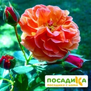 Роза Арабия купить по цене от 350.00р. в интернет-магазине «Посадика» с доставкой почтой в в Муриное и по всей России – [изображение №1].