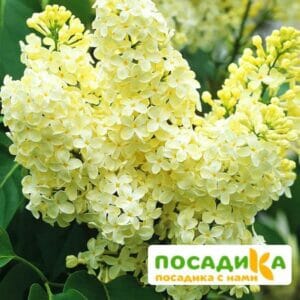 Сирень Примроуз (Primrose) купить по цене от 529.00р. в интернет-магазине «Посадика» с доставкой почтой в в Муриное и по всей России – [изображение №1].