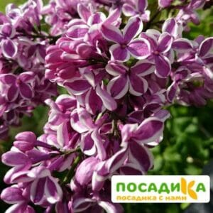 Сирень Сенсация купить по цене от 529.00р. в интернет-магазине «Посадика» с доставкой почтой в в Муриное и по всей России – [изображение №1].