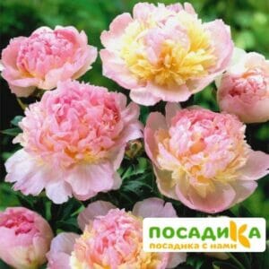 Пион Распберри Сандей (Paeonia Raspberry Sundae) купить по цене от 959р. в интернет-магазине «Посадика» с доставкой почтой в в Муриное и по всей России – [изображение №1].