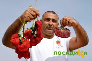 Клубника Гигант Джорнея купить по цене от 266р. в интернет-магазине «Посадика» с доставкой почтой в в Муриное и по всей России – [изображение №1].