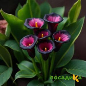 Калла Аура Лейс купить по цене от 400р. в интернет-магазине «Посадика» с доставкой почтой в в Муриное и по всей России – [изображение №1].