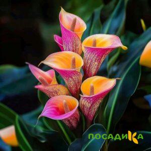 Калла Оникс купить по цене от 450р. в интернет-магазине «Посадика» с доставкой почтой в в Муриное и по всей России – [изображение №1].