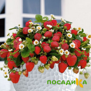 Клубника Рубиновый Шепот (горшечная) купить по цене от 240р. в интернет-магазине «Посадика» с доставкой почтой в в Муриное и по всей России – [изображение №1].