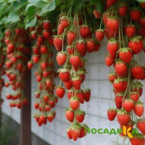 Клубника вьющаяся Комплимент купить по цене от 470р. в интернет-магазине «Посадика» с доставкой почтой в в Муриное и по всей России – [изображение №1].
