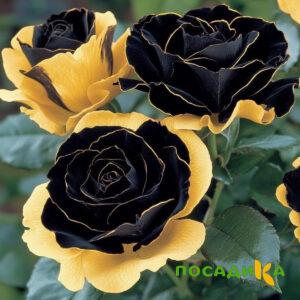 Роза Ханни Сикл купить по цене от 700р. в интернет-магазине «Посадика» с доставкой почтой в в Муриное и по всей России – [изображение №1].