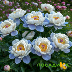 Пион акварельный Этюд купить по цене от 806р. в интернет-магазине «Посадика» с доставкой почтой в в Муриное и по всей России – [изображение №1].