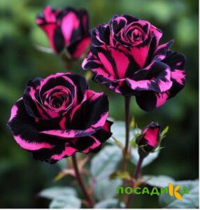 Роза Багровый Шепот купить по цене от 366р. в интернет-магазине «Посадика» с доставкой почтой в в Муриное и по всей России – [изображение №1].
