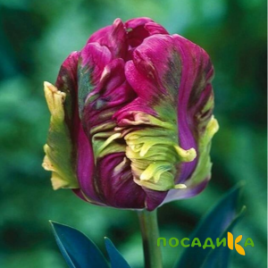 Тюльпан Экзотик Хэвен купить по цене от 186р. в интернет-магазине «Посадика» с доставкой почтой в в Муриное и по всей России – [изображение №1].